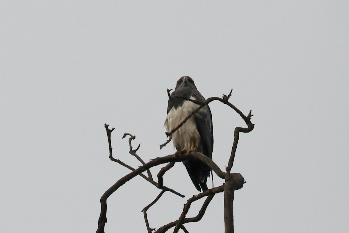 Black-chested Buzzard-Eagle - ML507473171