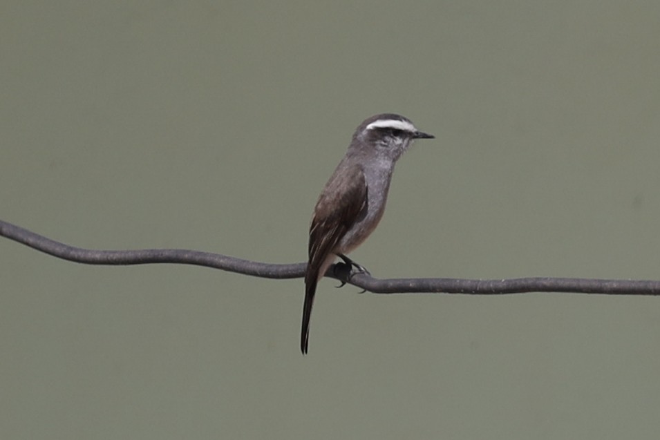 White-browed Chat-Tyrant - Ian Thompson