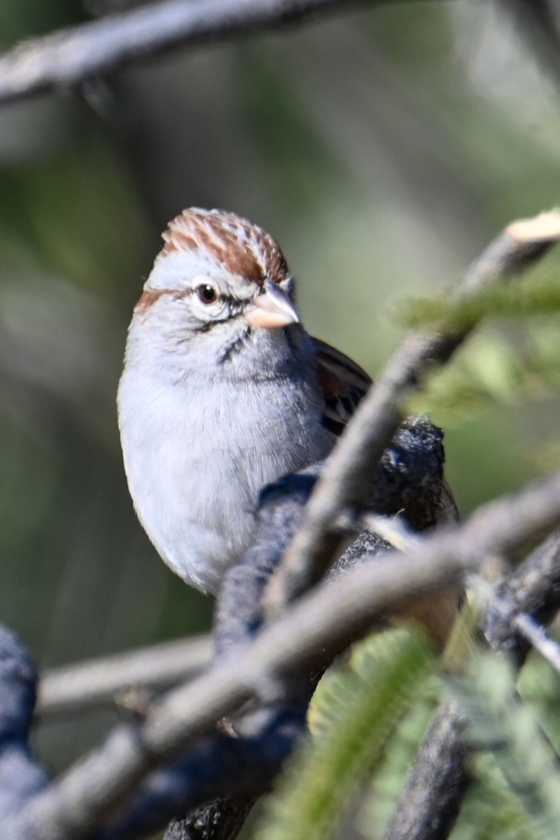 Rufous-winged Sparrow - ML507475061