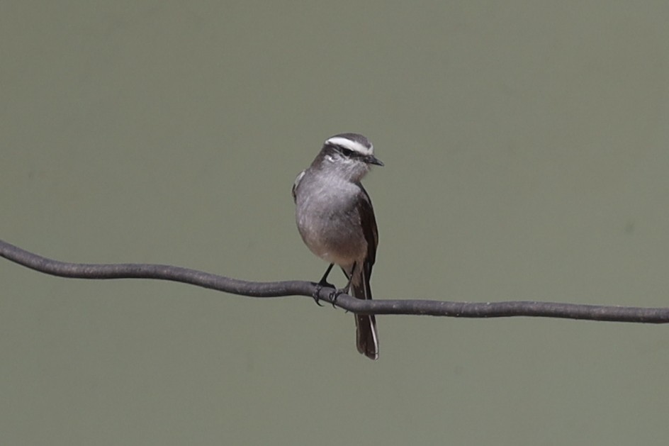 White-browed Chat-Tyrant - ML507475071
