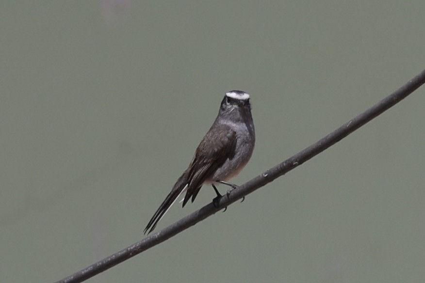 White-browed Chat-Tyrant - Ian Thompson