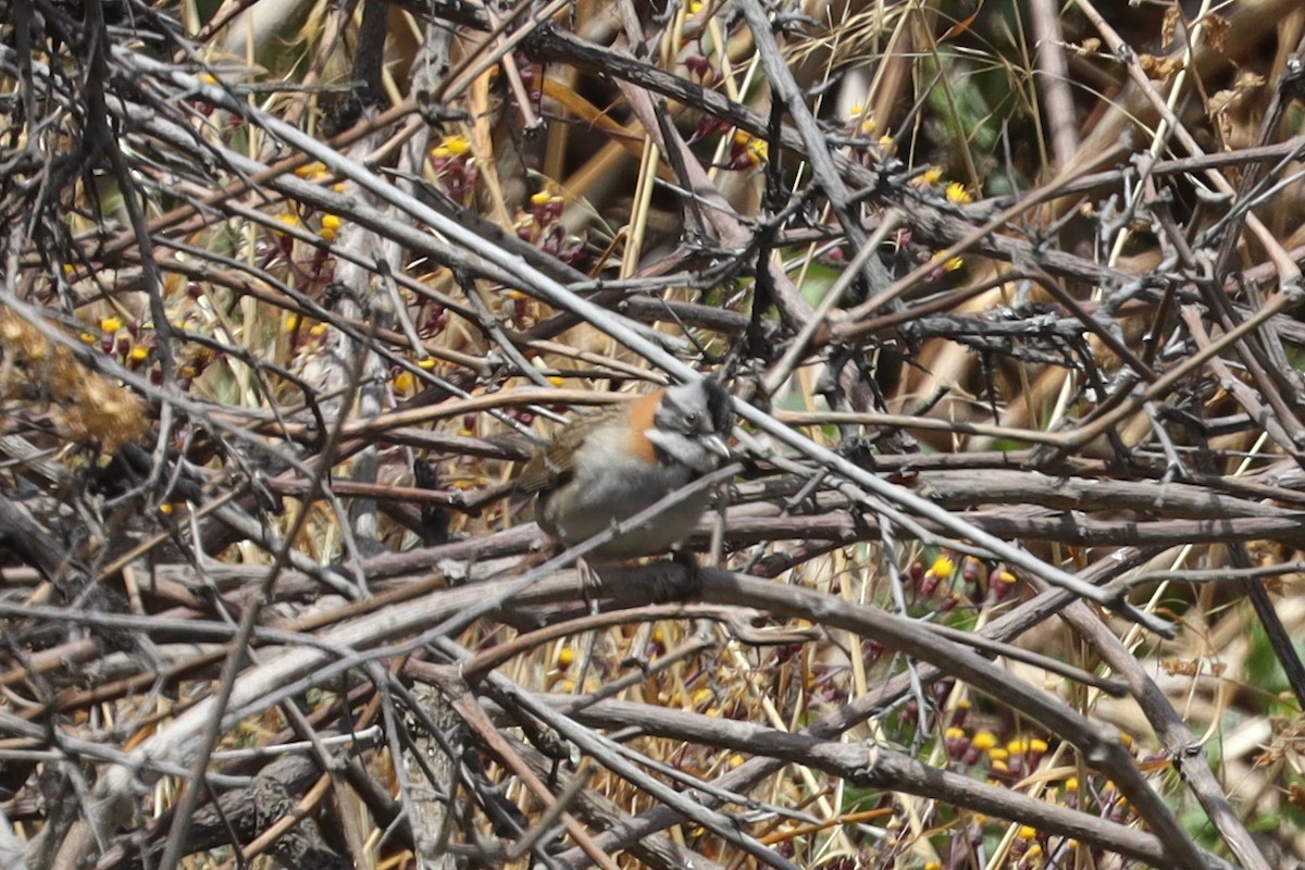Rufous-collared Sparrow - ML507475281