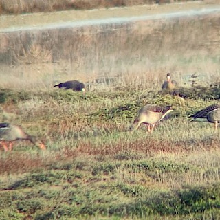 Greater White-fronted Goose, ML507476611