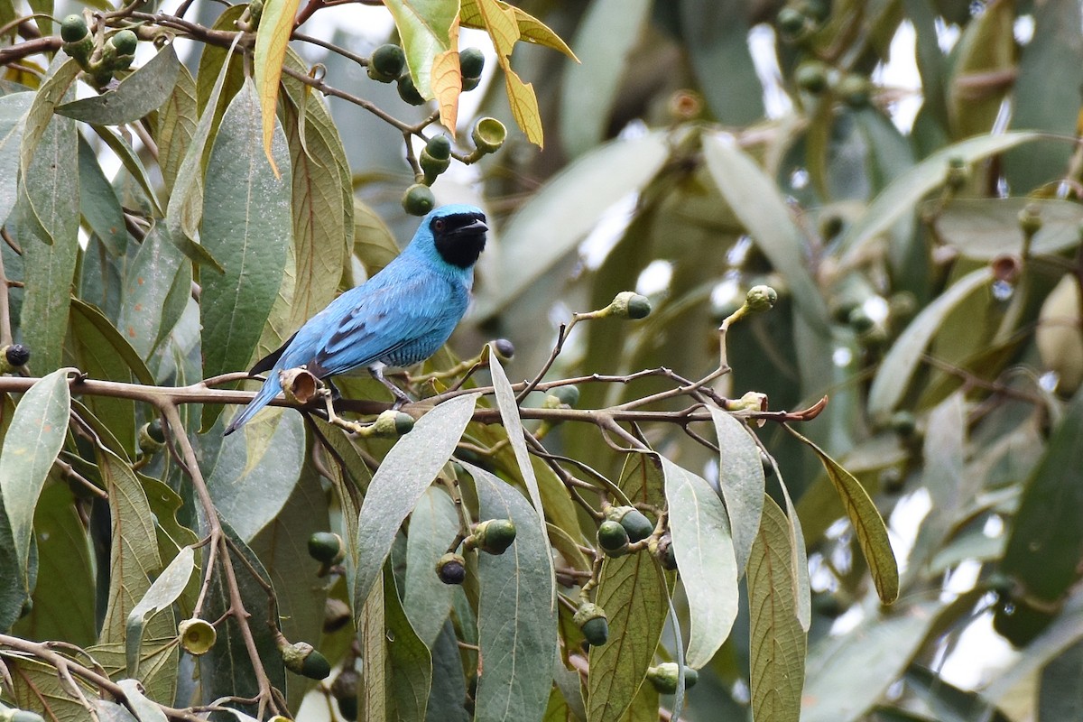 Swallow Tanager - ML507479491