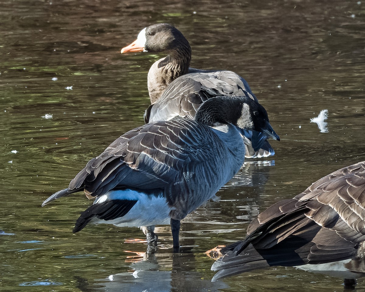 Greater White-fronted Goose - ML507481221