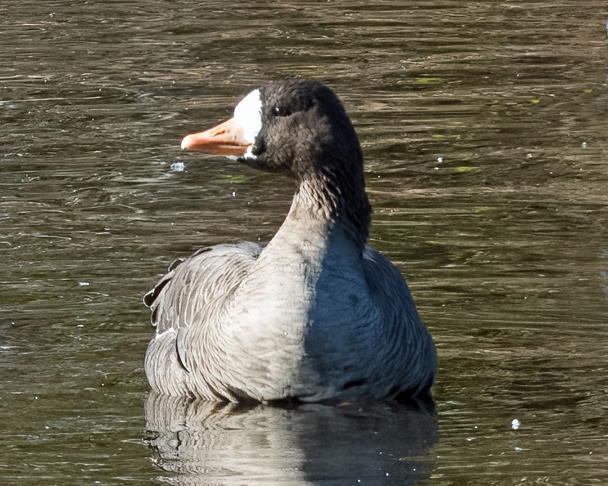 Greater White-fronted Goose - ML507484191