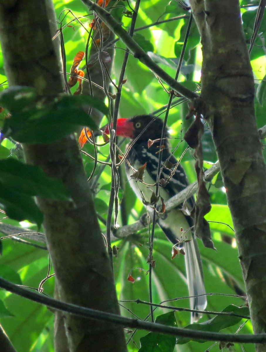 Red-billed Dwarf Hornbill - ML507484501