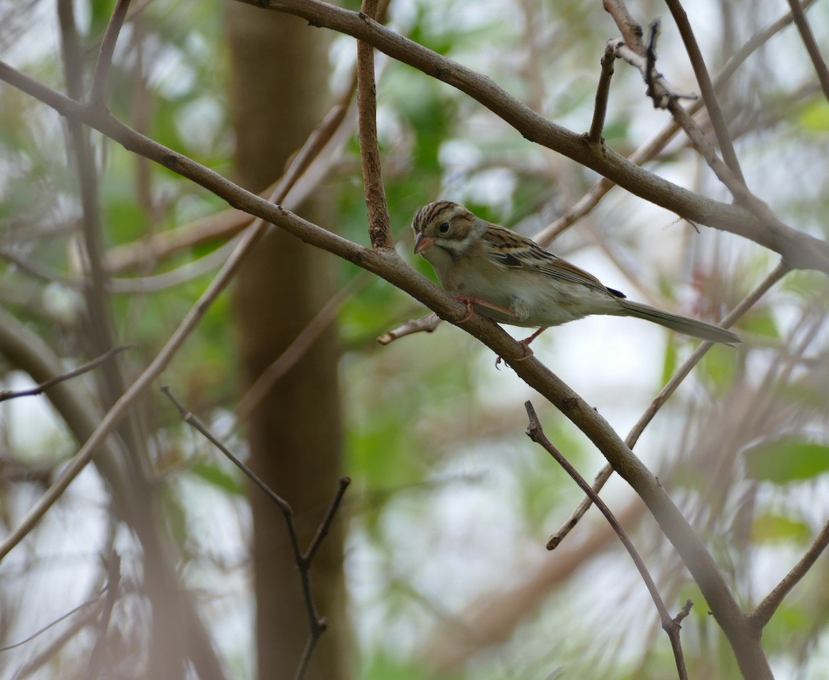 Clay-colored Sparrow - ML507486681