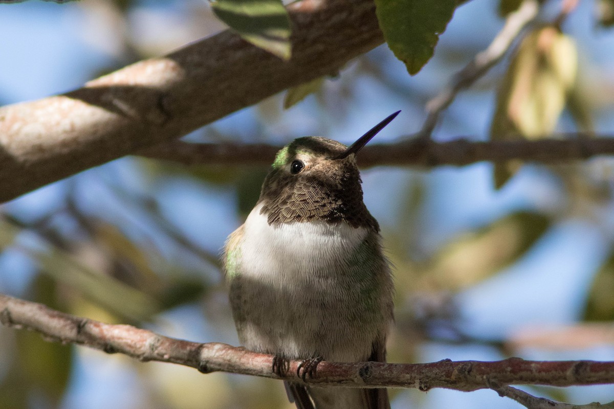 Broad-tailed Hummingbird - ML507491761