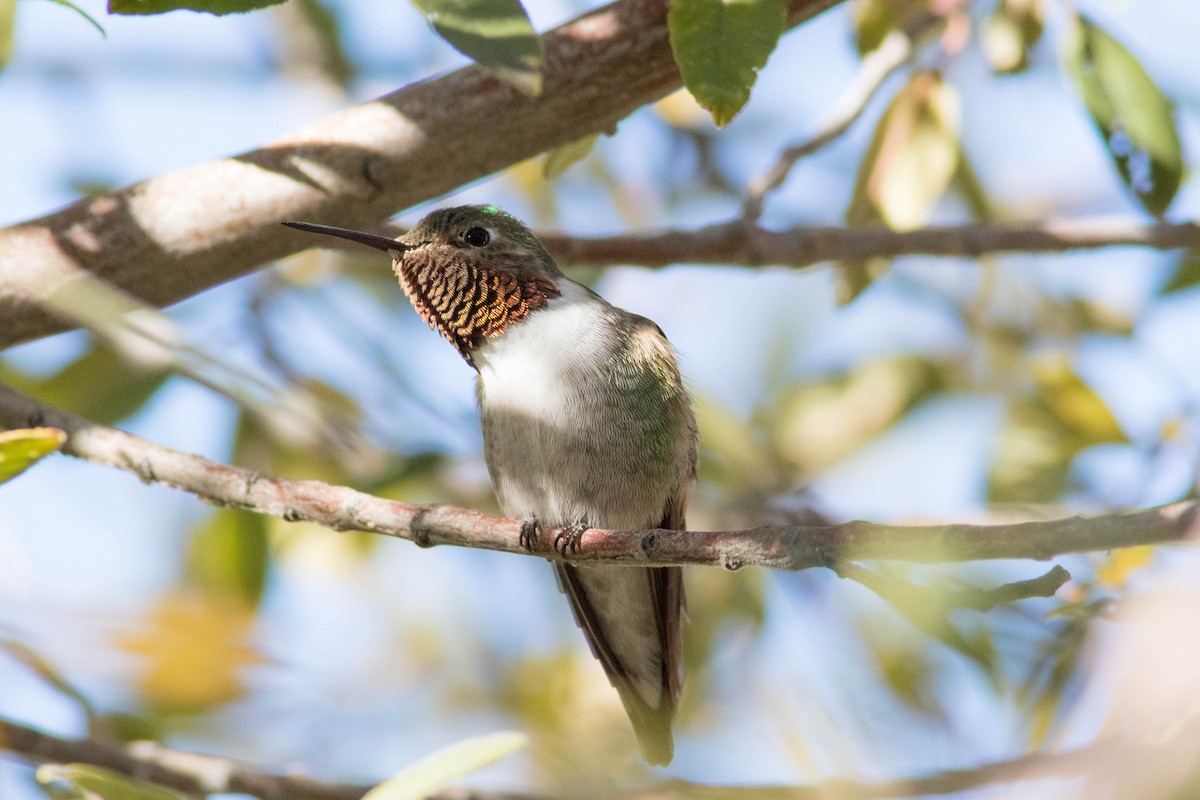 Broad-tailed Hummingbird - ML507491781