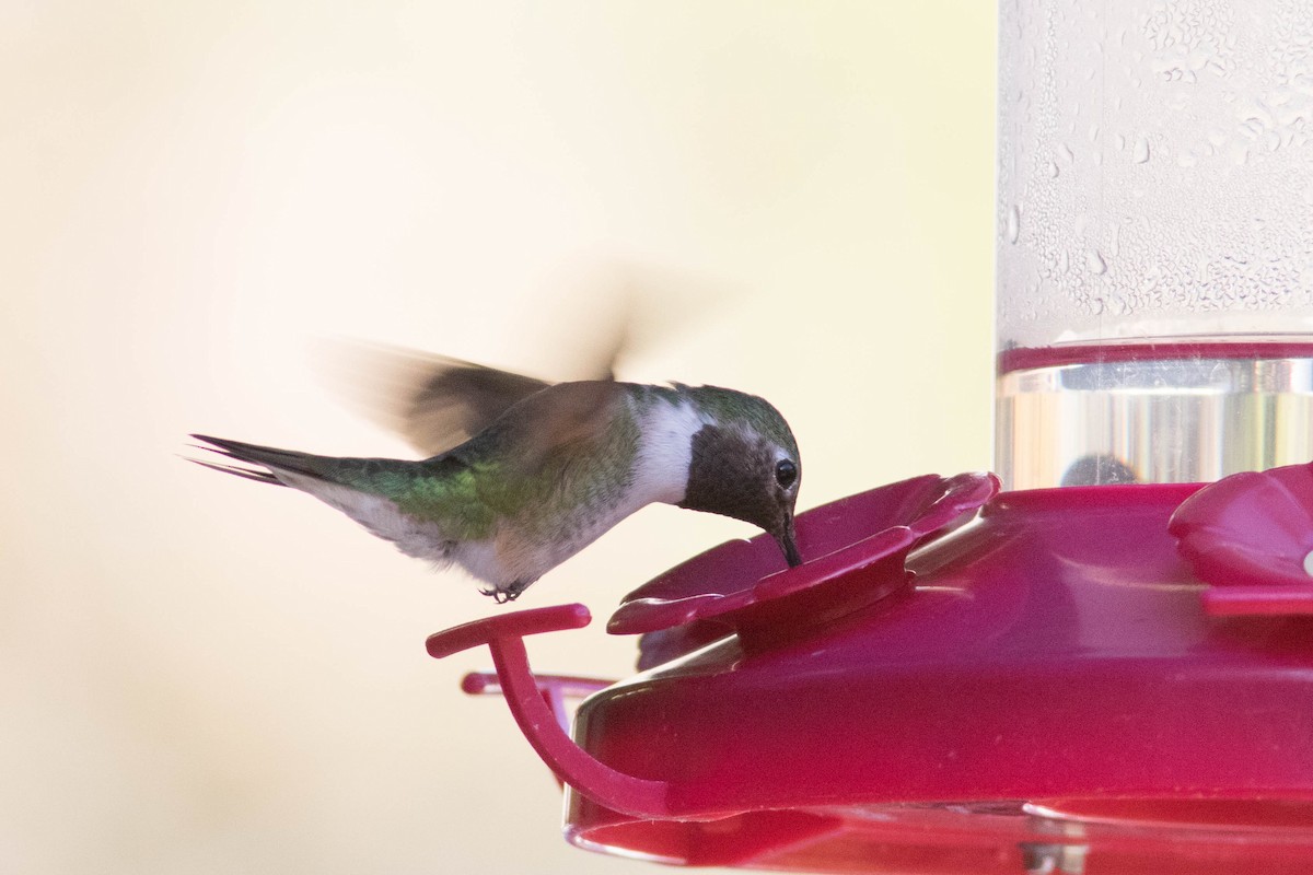Broad-tailed Hummingbird - ML507492091
