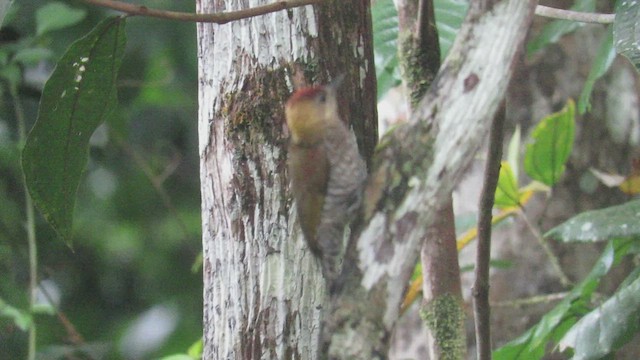 Red-stained Woodpecker - ML507492671