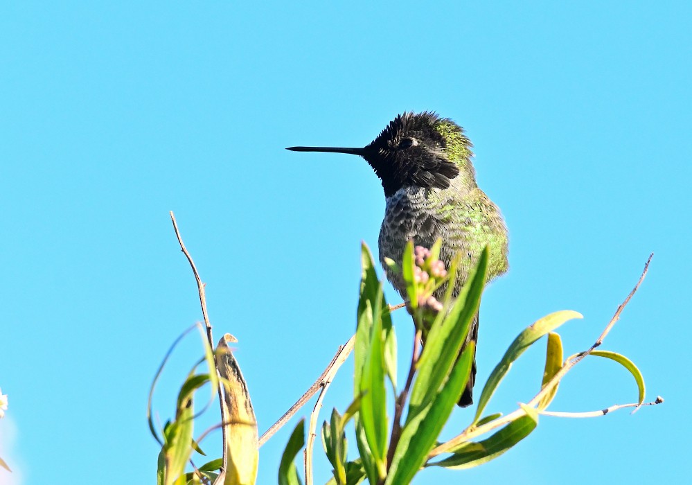 Anna's Hummingbird - Roy Fisher
