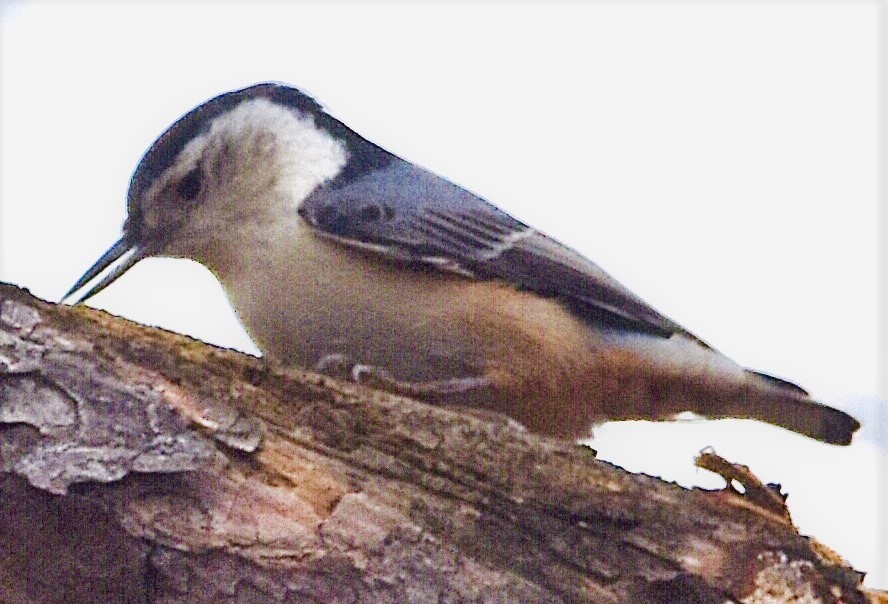White-breasted Nuthatch - ML507494051