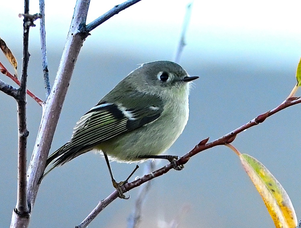 Ruby-crowned Kinglet - Roy Fisher