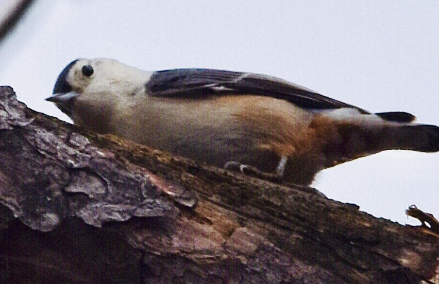 White-breasted Nuthatch - ML507494131