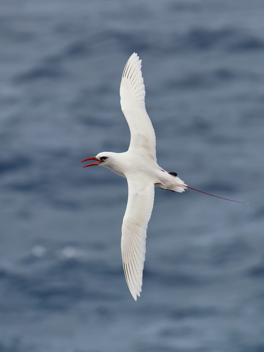 Red-tailed Tropicbird - ML507498181