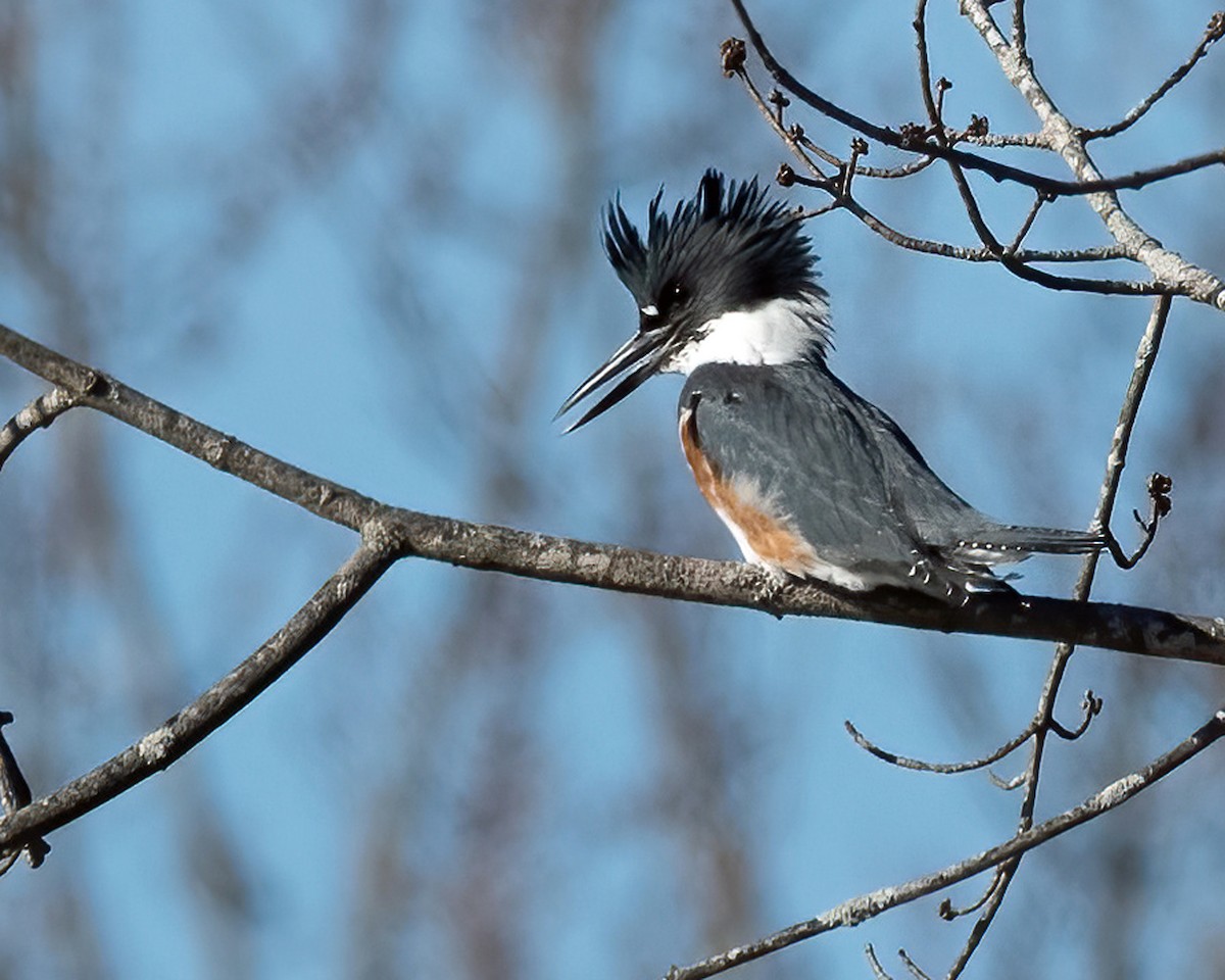 Belted Kingfisher - ML507499671