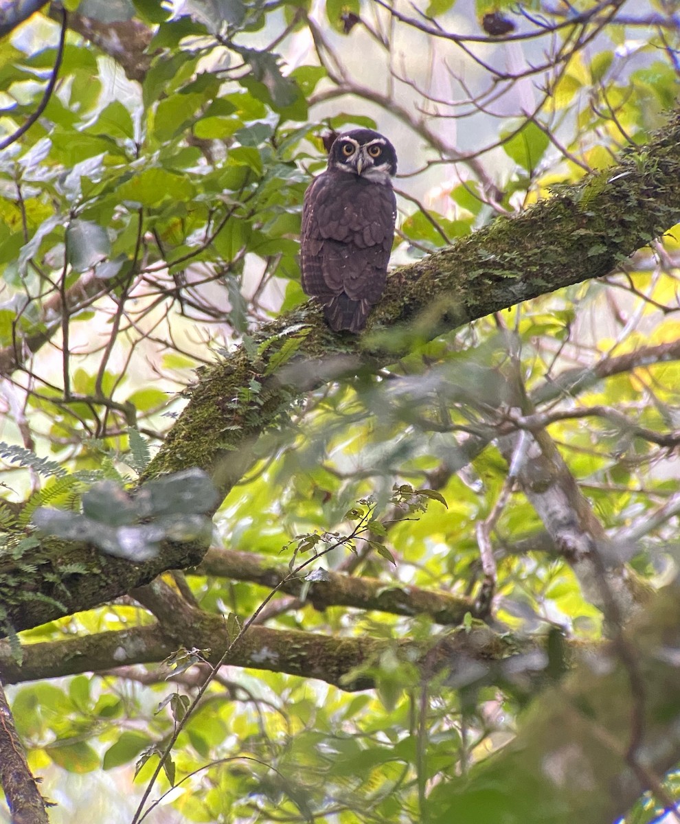 Spectacled Owl - ML507499771