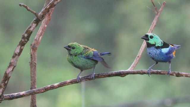 Seven-colored Tanager - ML507500431