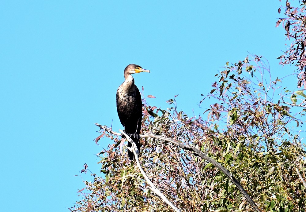 Double-crested Cormorant - Roy Fisher