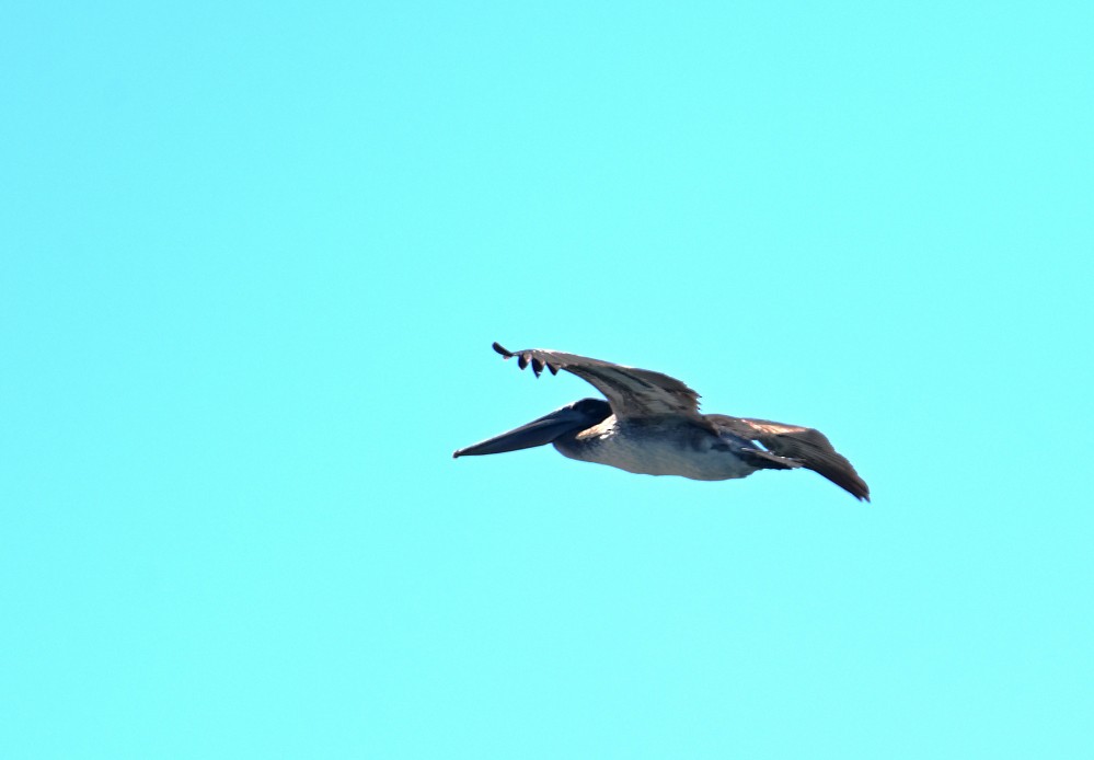 pelikán severoamerický - ML507502241