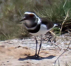 Three-banded Plover - ML507504261