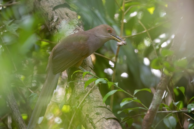 Puerto Rican Lizard-Cuckoo