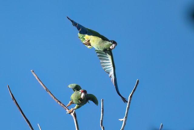 Puerto Rican Parrot