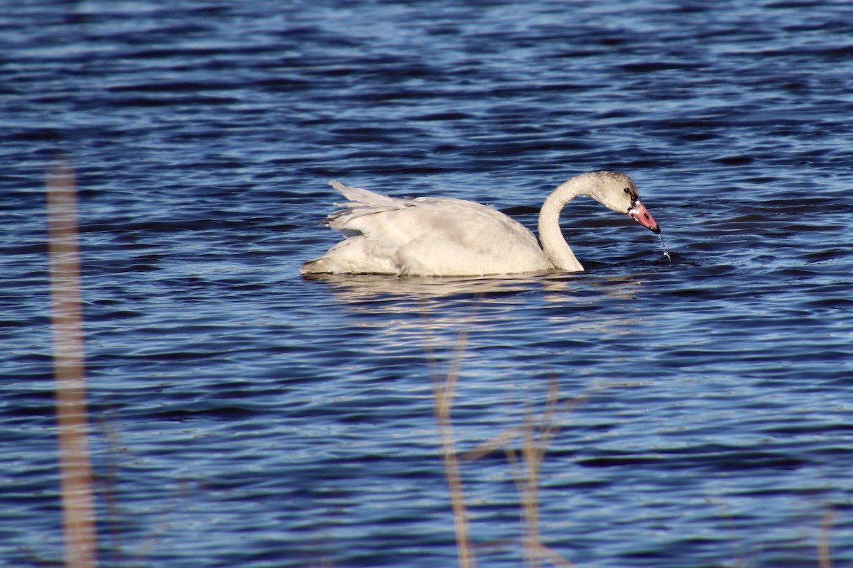 EBird Checklist - 26 Nov 2022 - Edwin B. Forsythe NWR (formerly Brig ...