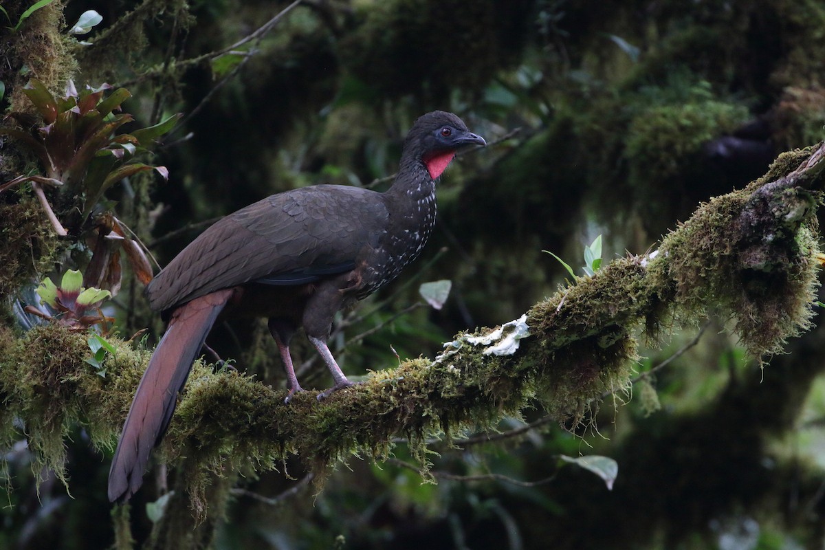 Crested Guan - ML507514431