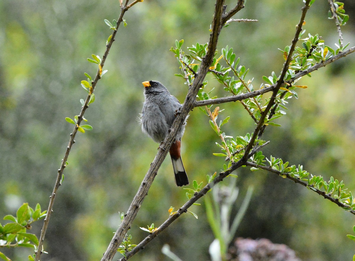 Band-tailed Seedeater - Nate Brown