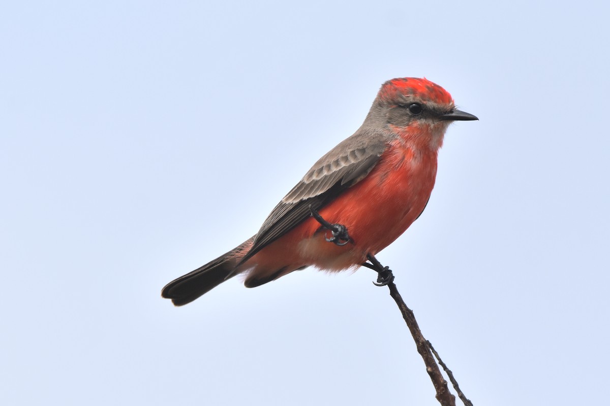 Vermilion Flycatcher - Nathan Langwald