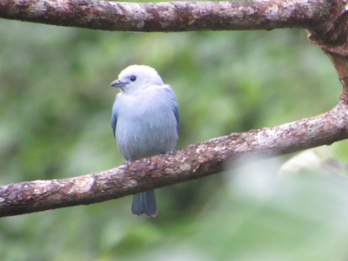Blue-gray Tanager - ML507532401