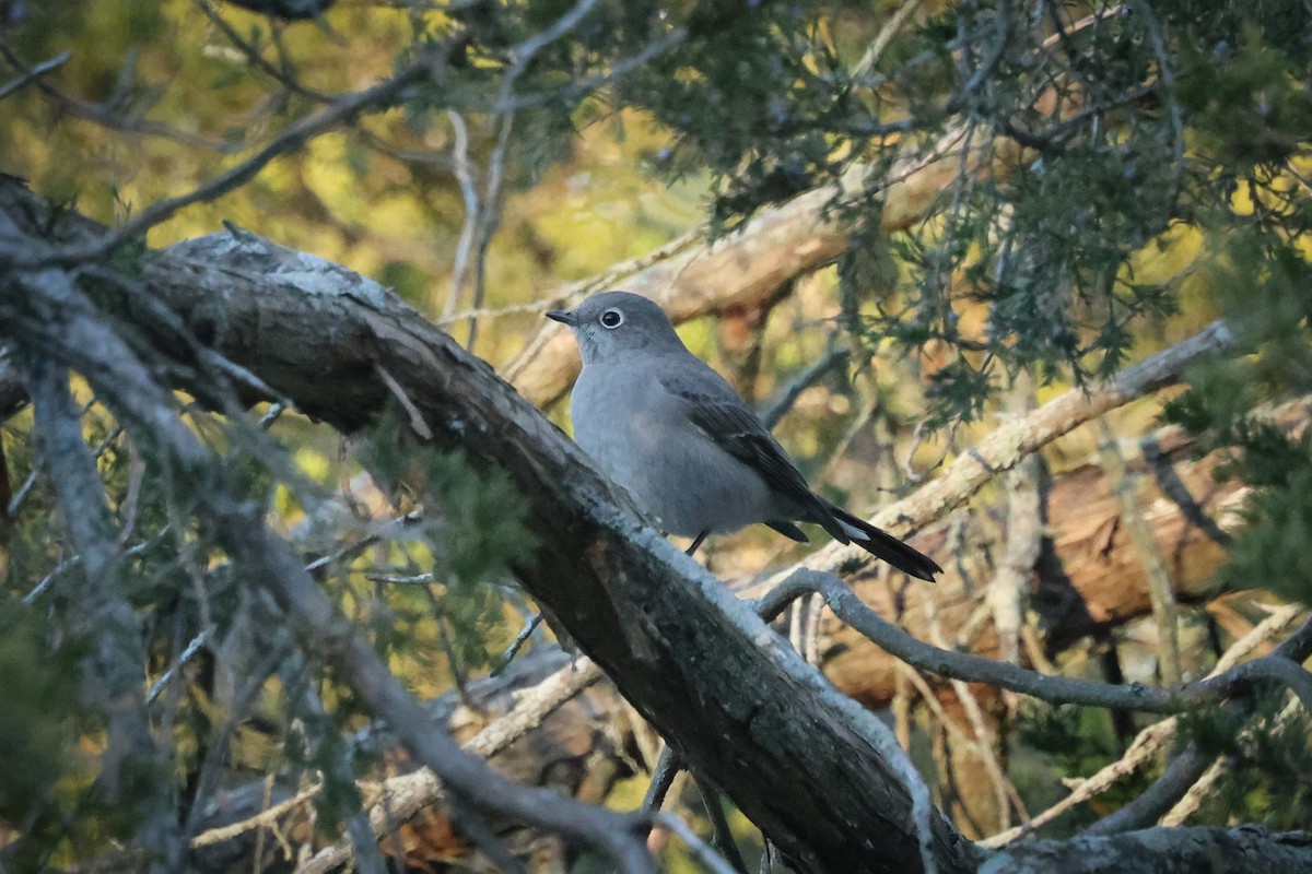 Townsend's Solitaire - ML507539831