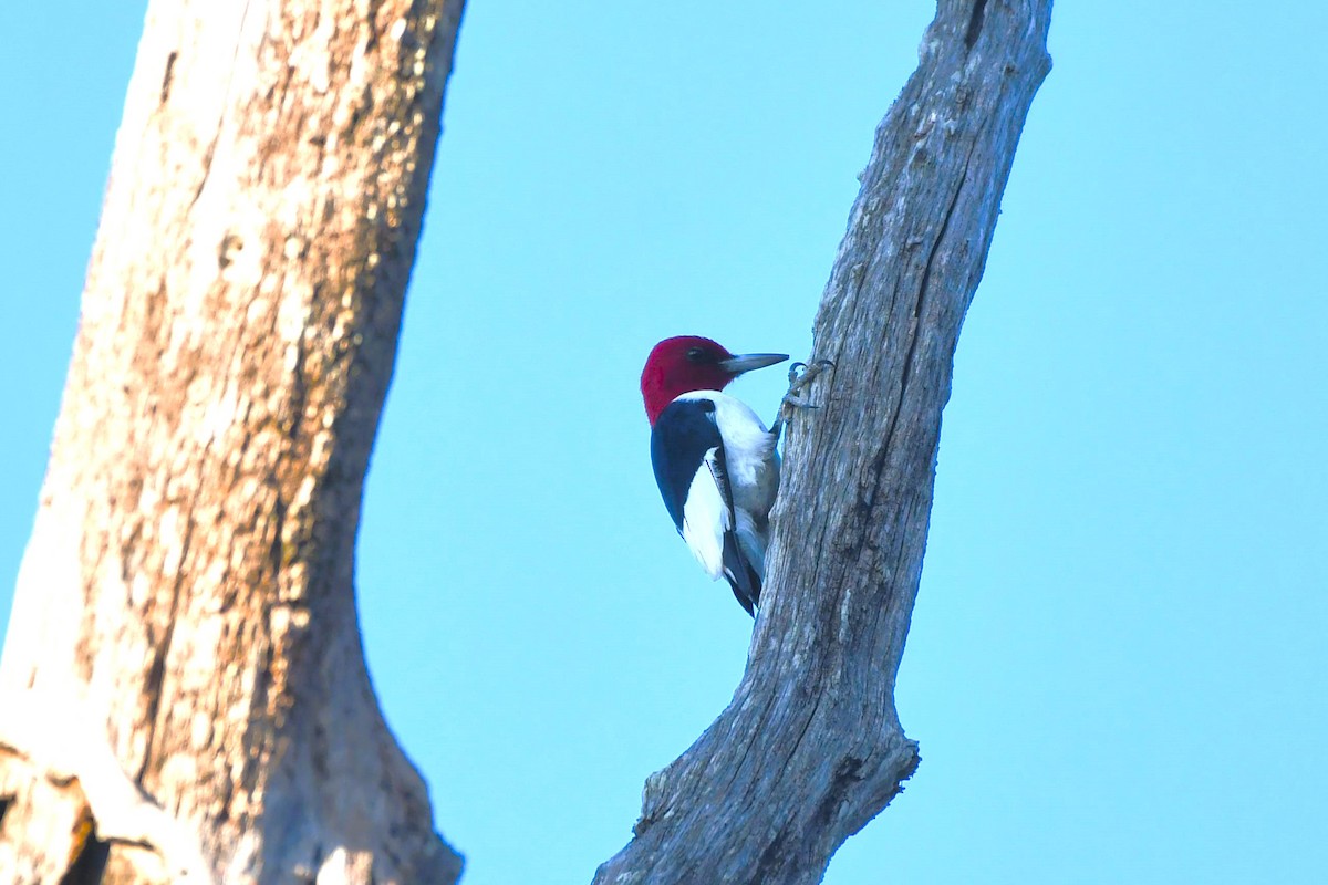 Red-headed Woodpecker - ML507540461