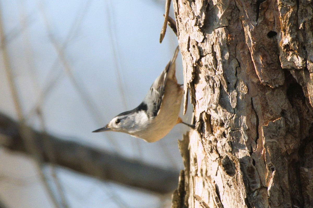 White-breasted Nuthatch - ML507540601