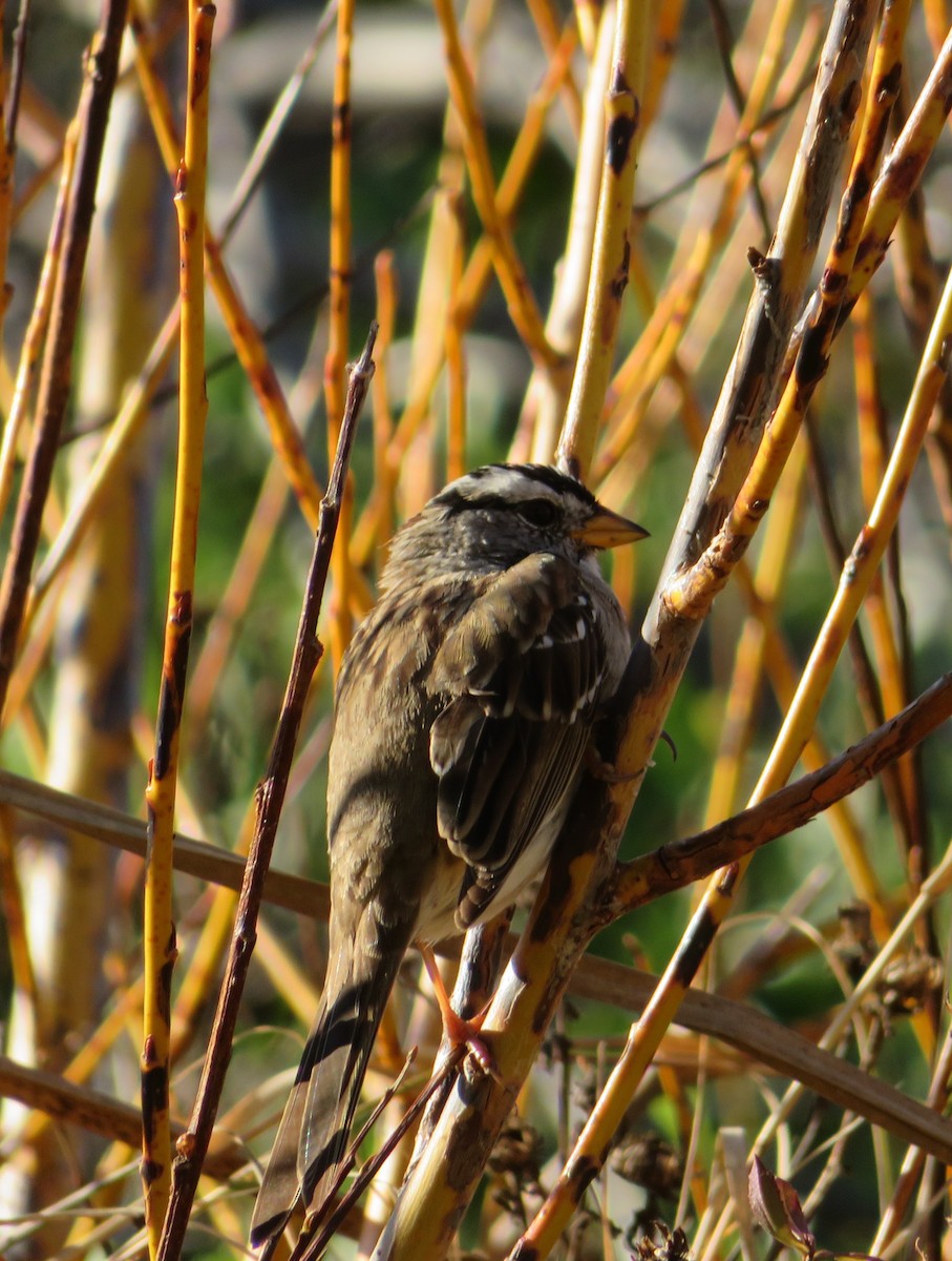 White-crowned Sparrow - ML50754301