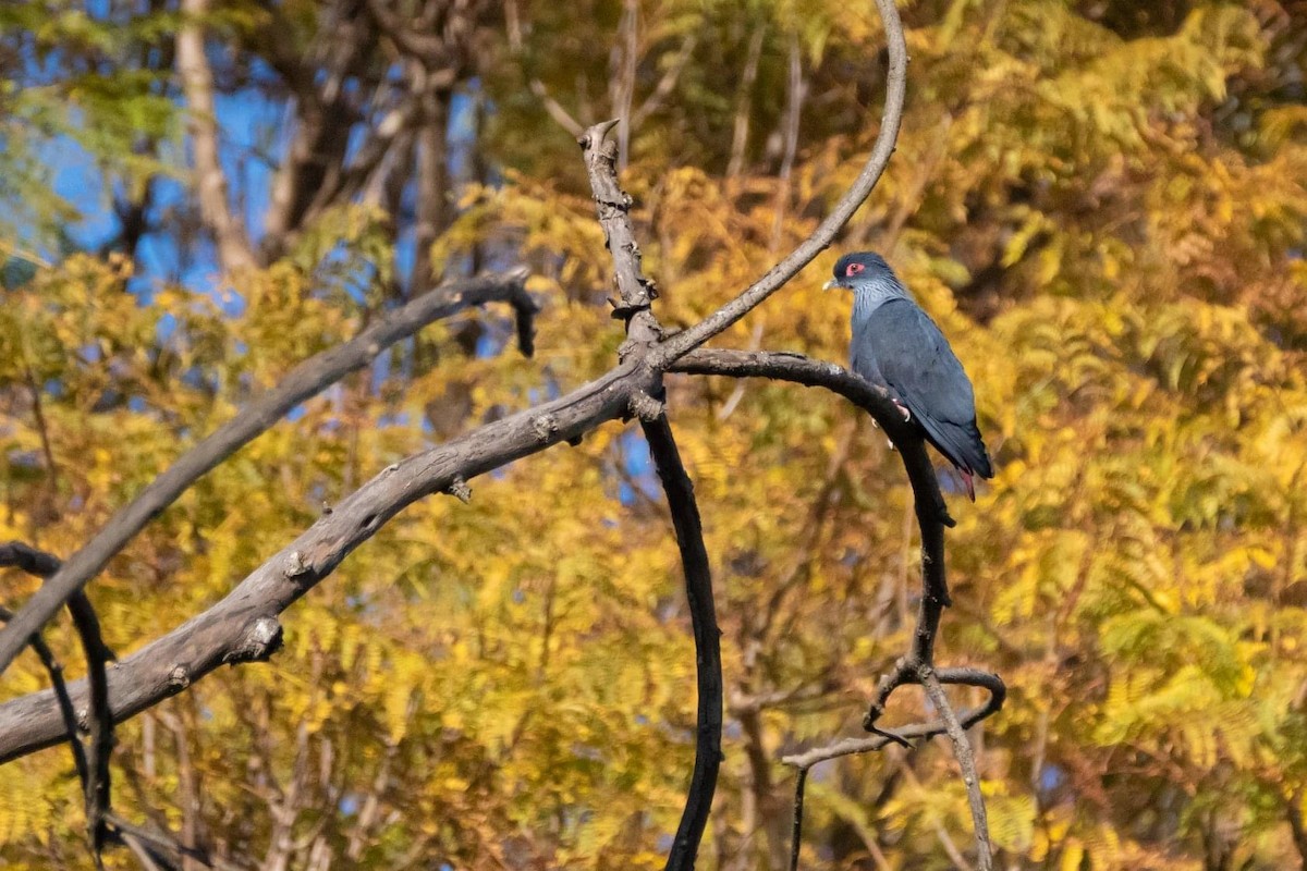 Madagascar Blue-Pigeon - ML507549321