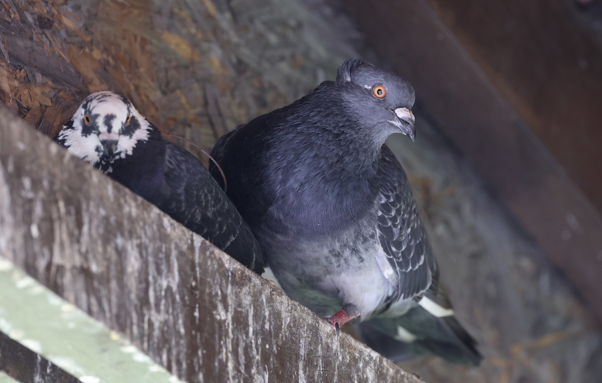 Rock Pigeon (Feral Pigeon) - ML507550201