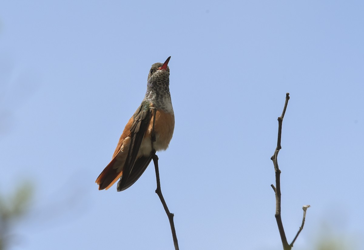 Amazilia Hummingbird - ML507550931