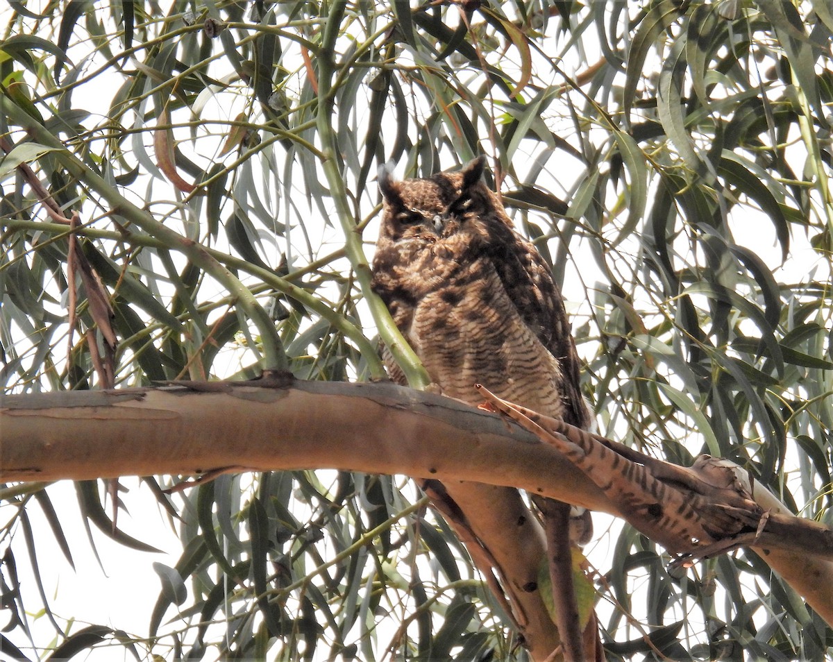 Great Horned Owl - ML507553671