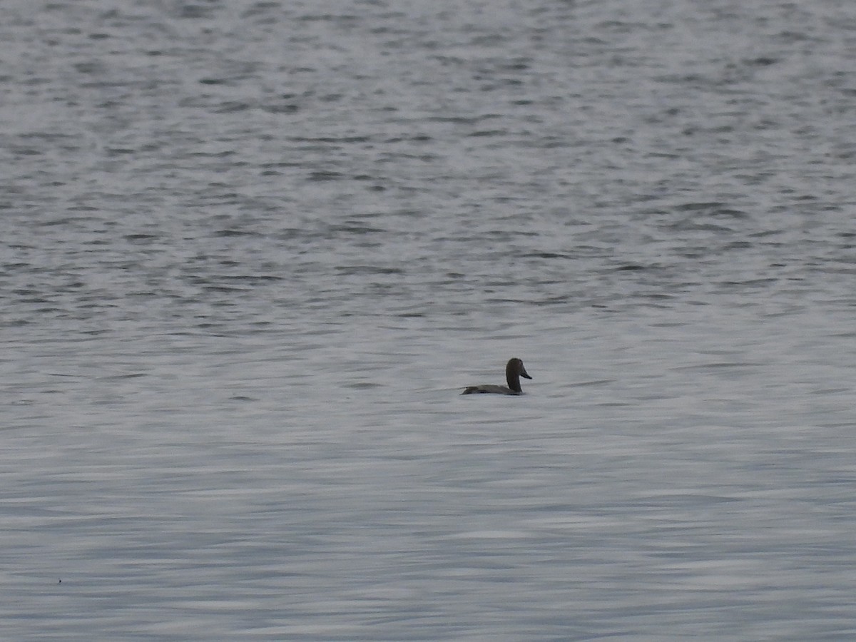 eBird Checklist 26 Nov 2022 Safety Harbor Waterfront Park 38 species