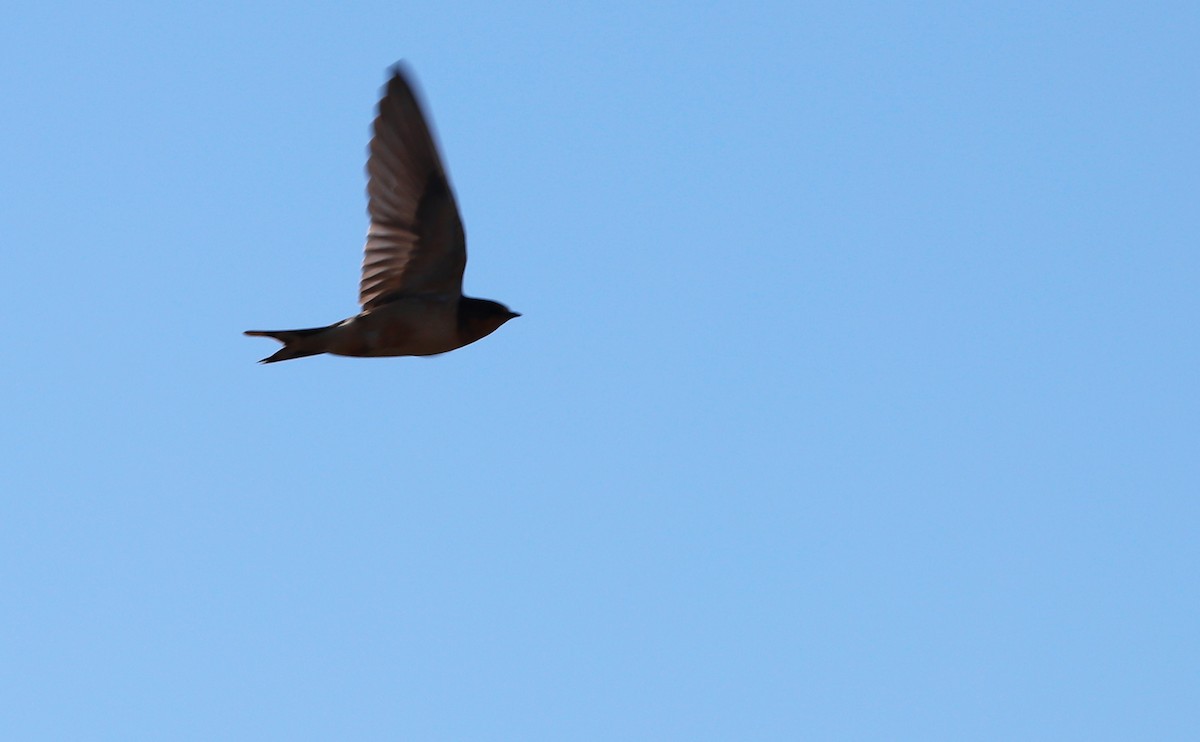 Barn Swallow (American) - ML507566301