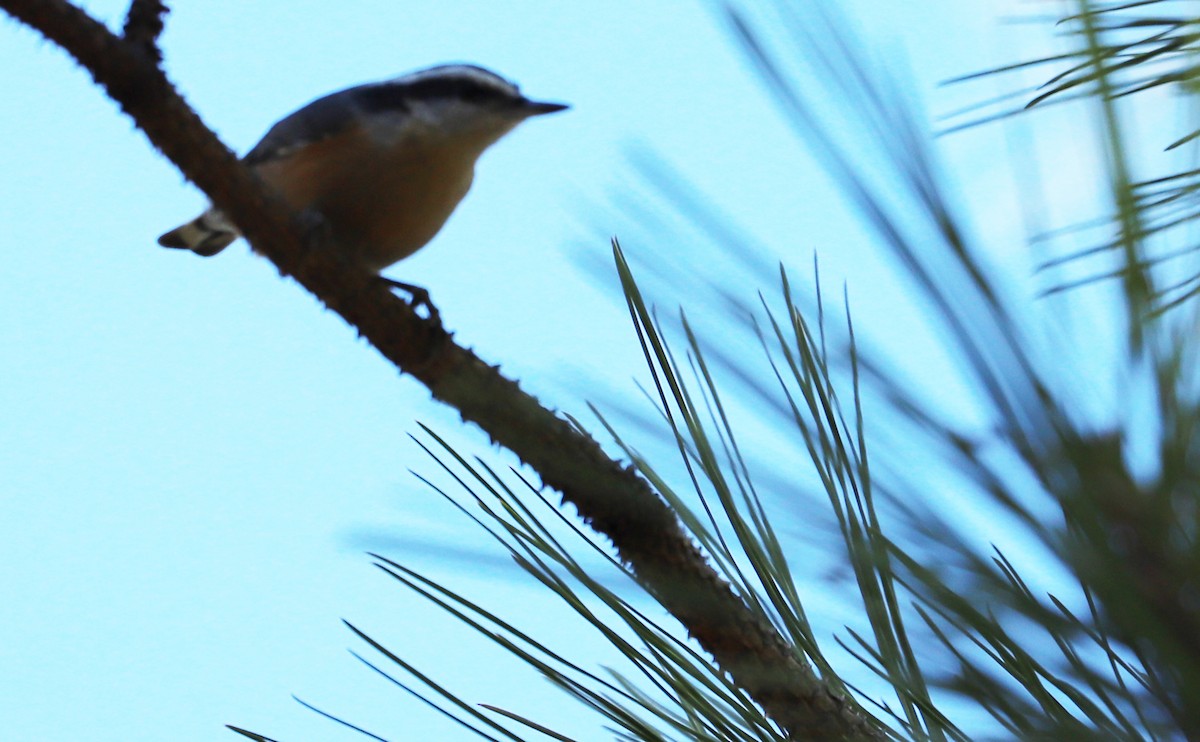Red-breasted Nuthatch - ML507566311
