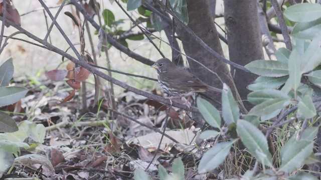 Fox Sparrow (Sooty) - ML507568091