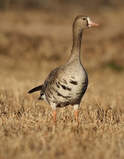Greater White-fronted Goose, ML507577571