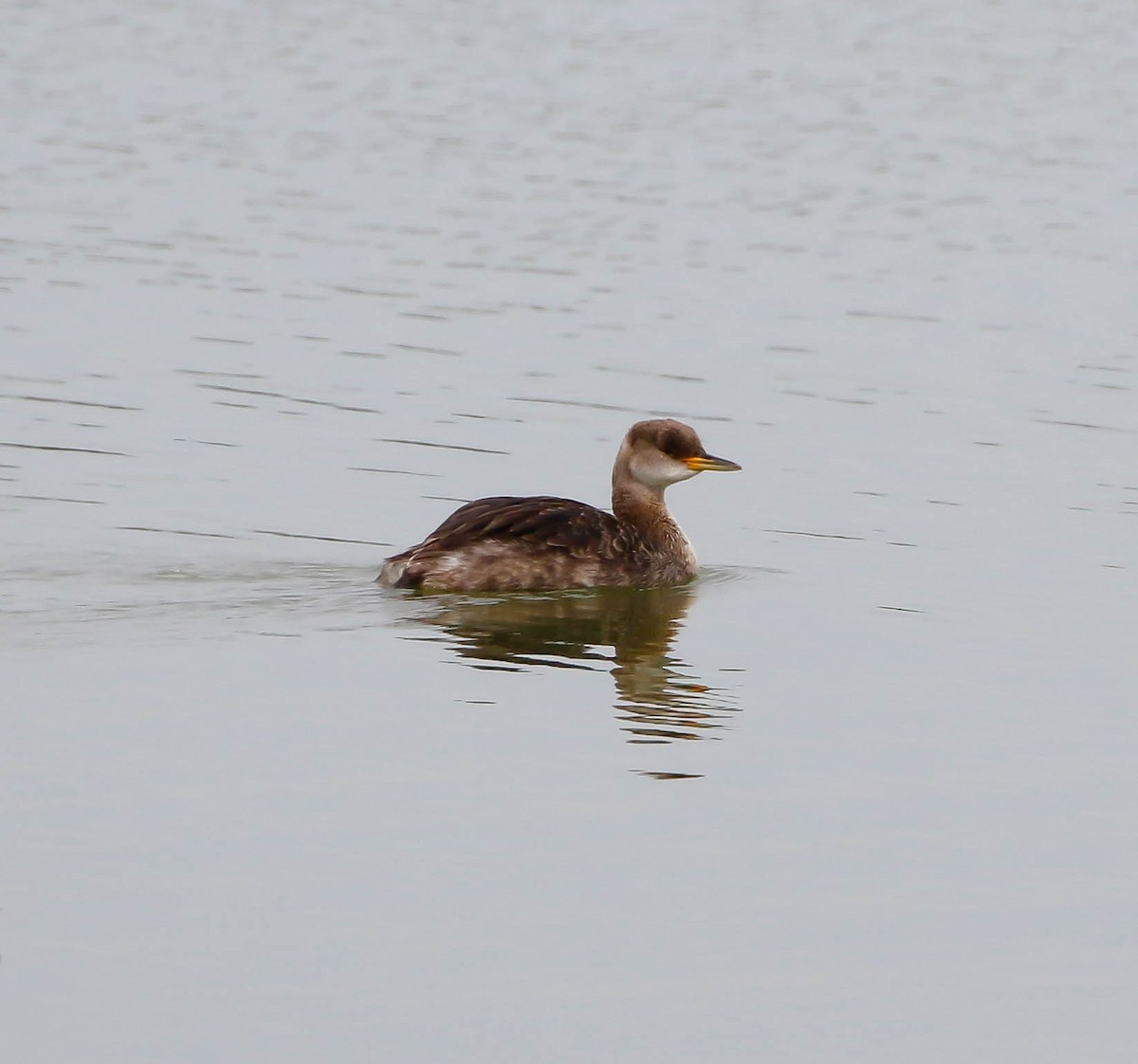 Red-necked Grebe - ML50757981
