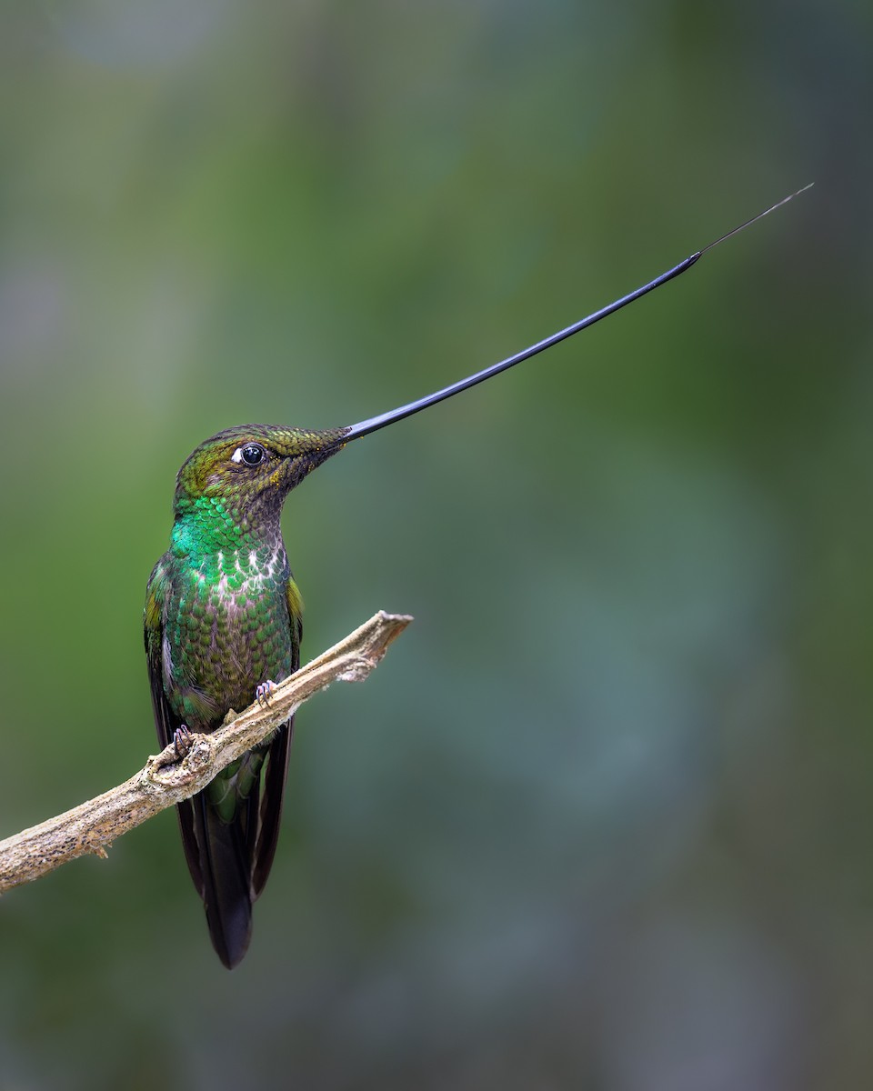 Sword-billed Hummingbird - ML507585221