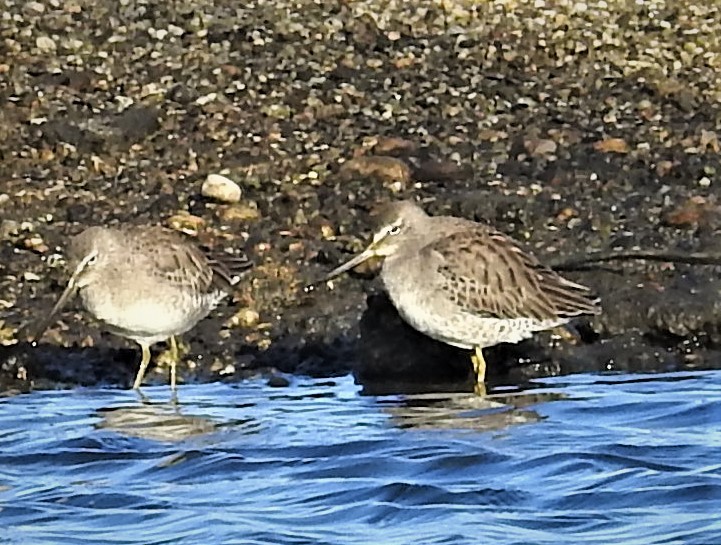 Long-billed Dowitcher - ML507592771